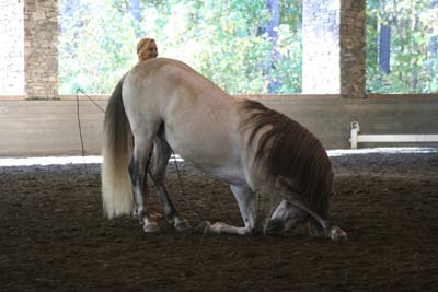 horse bowing